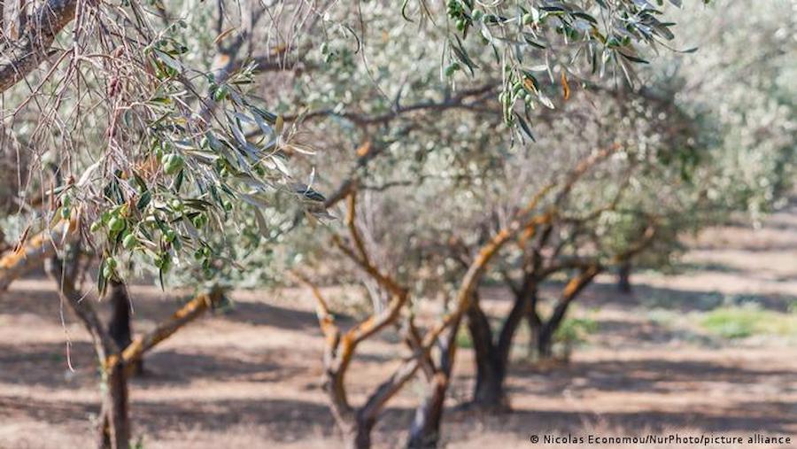 produção de azeitonas na Itália